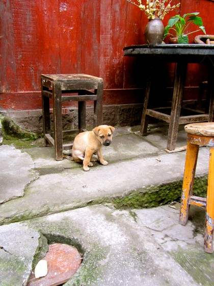 China-blog---NicoleMcKeever-puppy